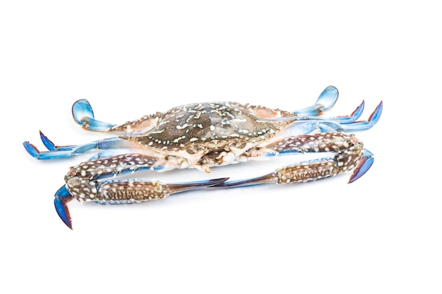 Blue crab isolated on white background