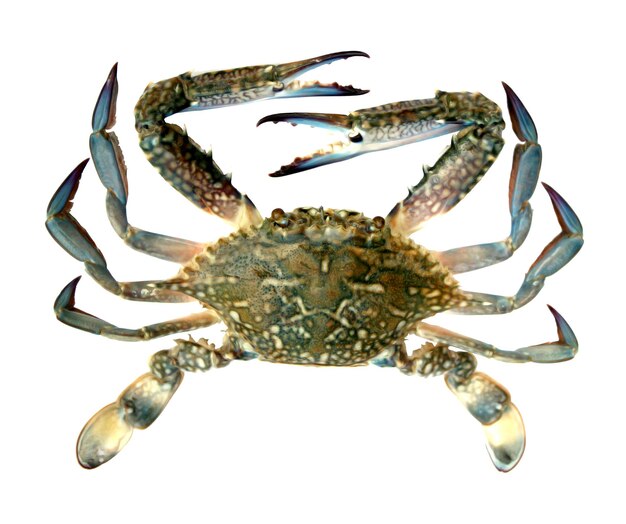 Blue crab isolated on white background