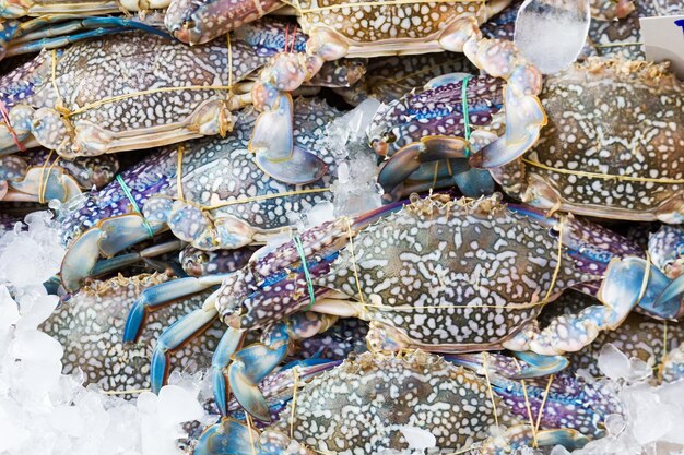 Photo blue crab