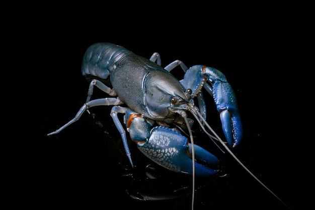 Blue crayfish cherax destructor, Yabbie Crayfish 