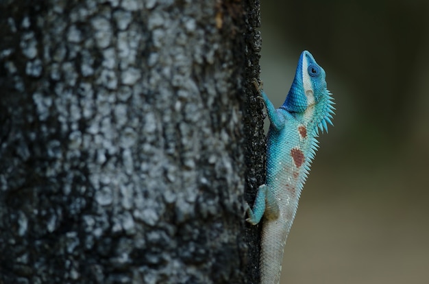 Photo blue-crested lizard or indo-chinese forest lizard