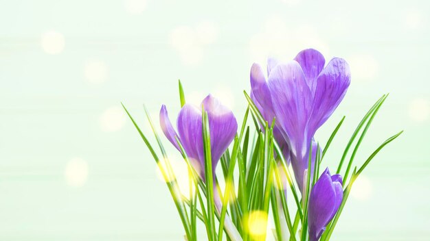 Blue crocus flowers on light green background