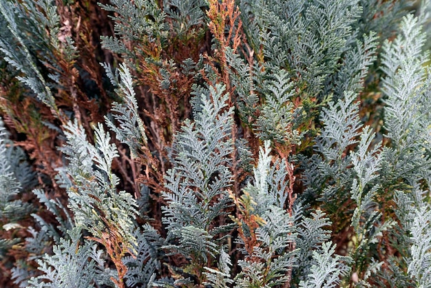 Blue Cypress from the cypress family close-up