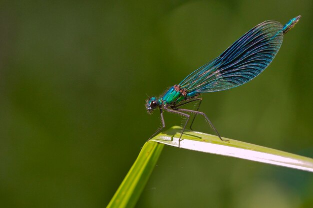 Photo blue damselfly on green leaf