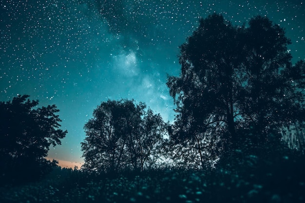 Blue dark night sky with many stars above field of trees