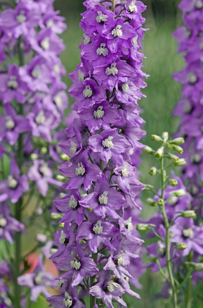 青いデルフィニウムの花夏の庭にあるデルフィニウムの紫の花