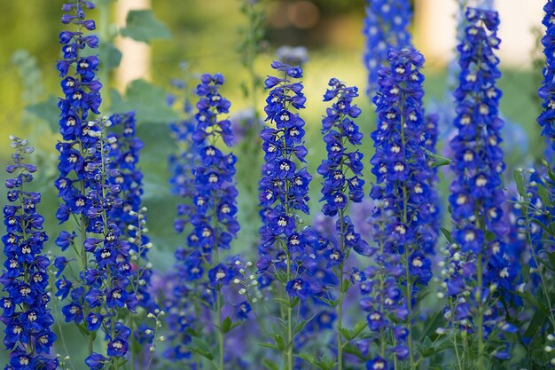 Blue delphinium grows in the garden