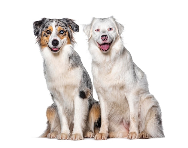 Blue and double merle Australian Shepherd dog together looking at the camera isolated on white