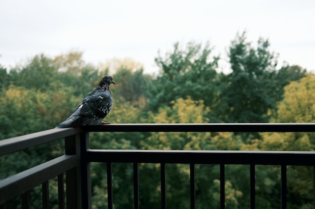 Foto una colomba blu columba livia è volata sul balcone e si siede sulla ringhiera