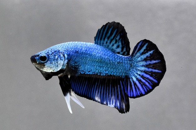 Premium Photo | Blue dragon halfmoon plakat betta fish siamese fighting
