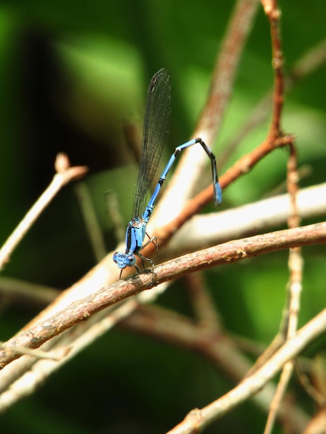 Photo blue dragonfly on a green leaf