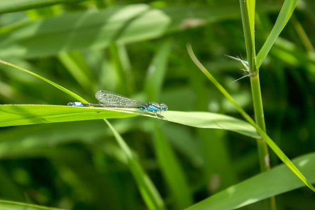 Blue dragonfly on his sheet