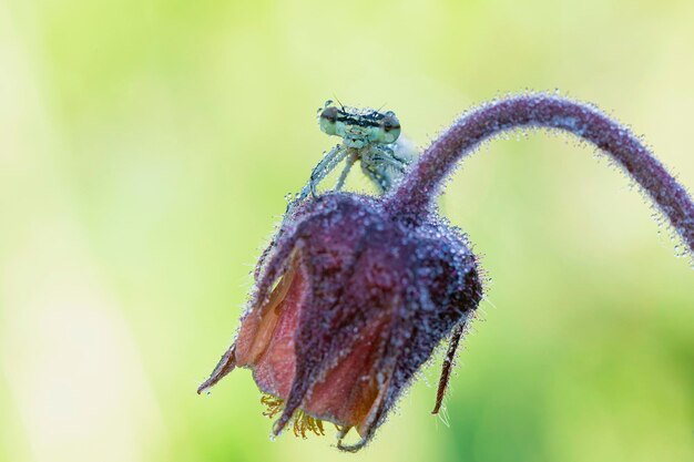 Foto una libellula blu è seduta su un fiore in un prato insetto libellula primo piano macro