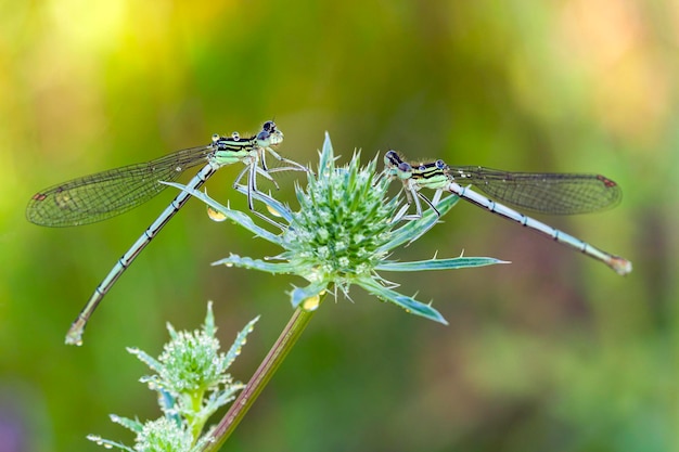 青いトンボが牧草地の草の上に座っています。昆虫トンボ クローズ アップ マクロ写真