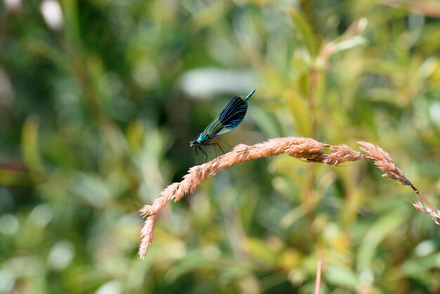 Blue dragonfly on plant