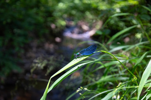 Blue dragonfly resting on grass near river