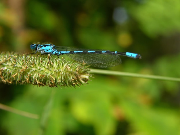 A blue dragonfly sits on a plant in a field Republic of Karelia Russia