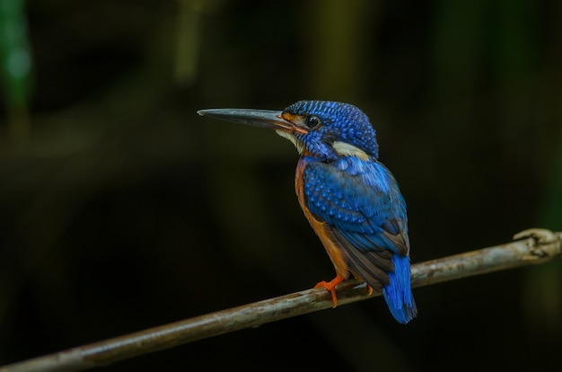 写真 青い耳のキングフィッシャー（alcedo meninting）は、本土の支店に立っています