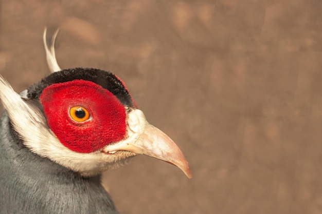 Photo blue eared pheasant rare poultry natural nature closeup color plumage bird coloring