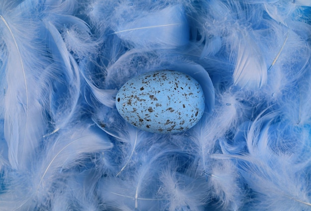 blue easter eggs on blue feathers