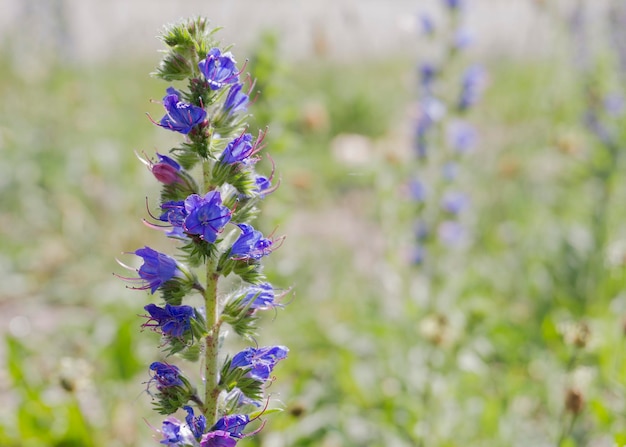 Photo blue echium vulgare flowers in the sun