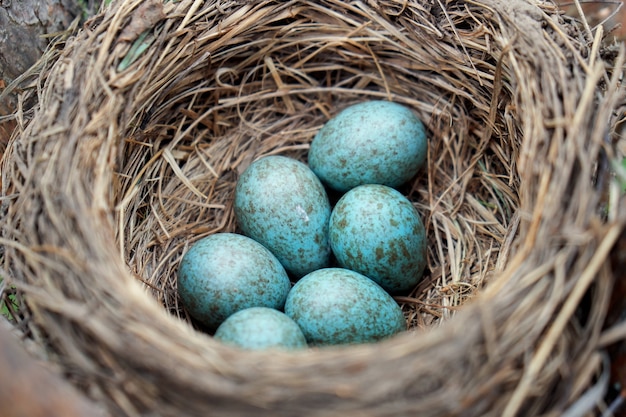 屋外のプチンの木にある巣に横たわる野鳥ツグミの青い卵