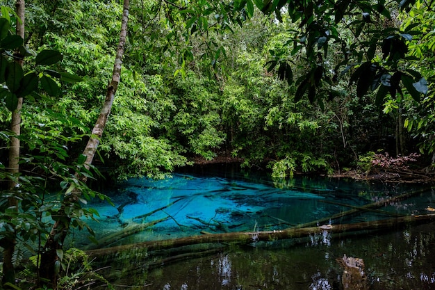 Piscina blu o smeraldo nel parco nazionale sa morakot krabi thailandia