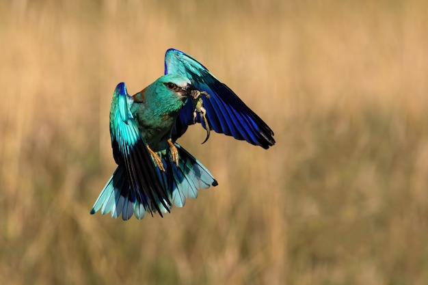 Blue european roller flying with a catch in beak