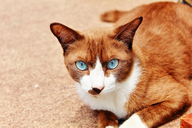 Blue eye cat