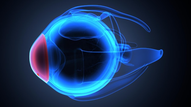 赤い血管を表す赤い部分を持つ青い目