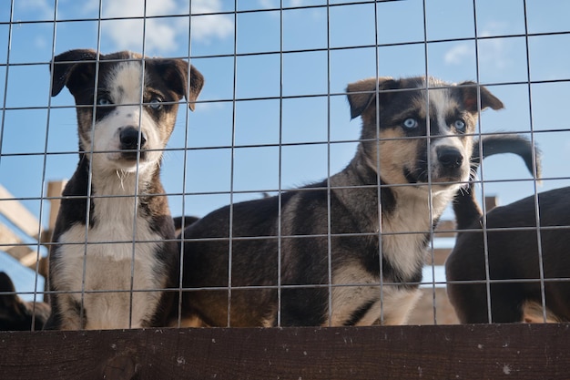 Blue eyed Alaskan Husky puppies sitting in aviary behind net on warm sunny day