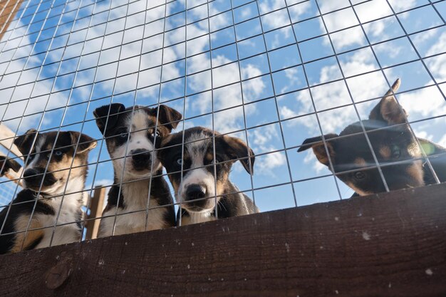 Blue eyed Alaskan Husky puppies sitting in aviary behind net on warm sunny day