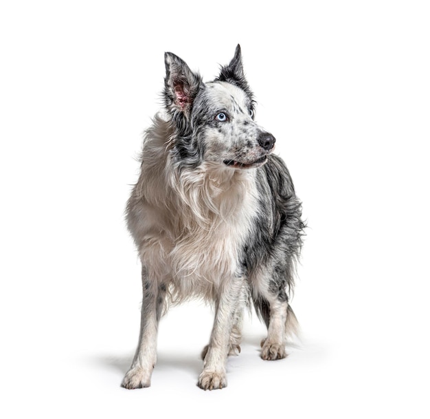 Blue eyed blue merle border collie isolated on white