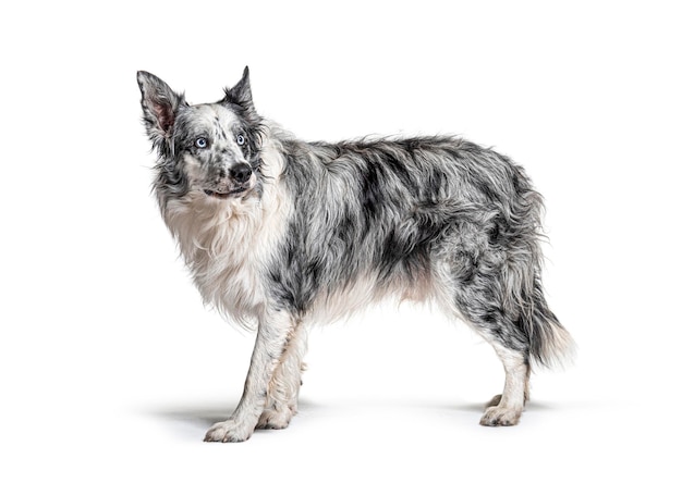 Blue eyed blue merle border collie isolated on white