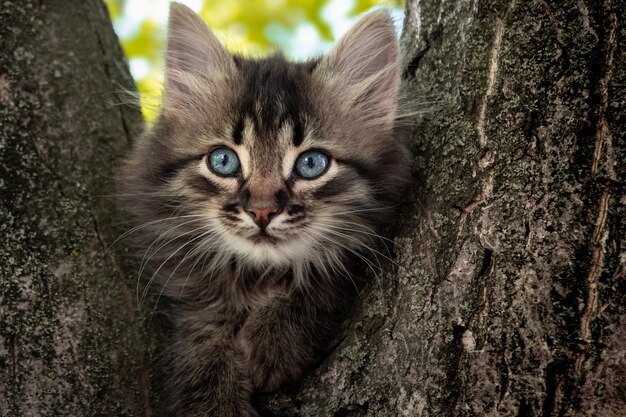 木の上の青い目のふわふわの子猫。