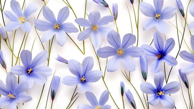 Blue Eyed Grass bloem patroon achtergrond Bloem achtergrondstructuur