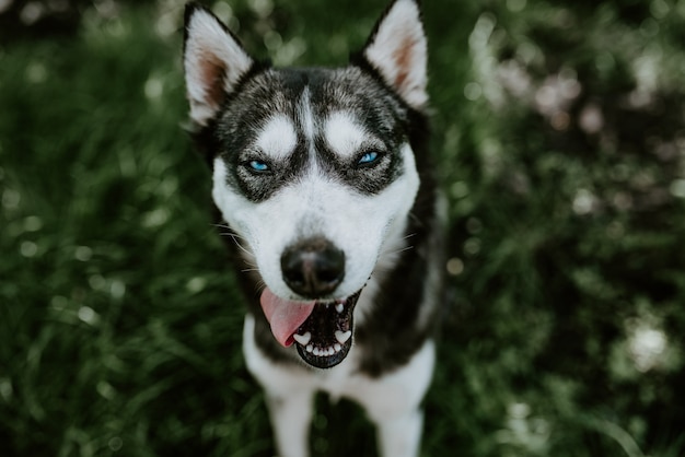 Blue-eyed husky breed dog sits on the green grass