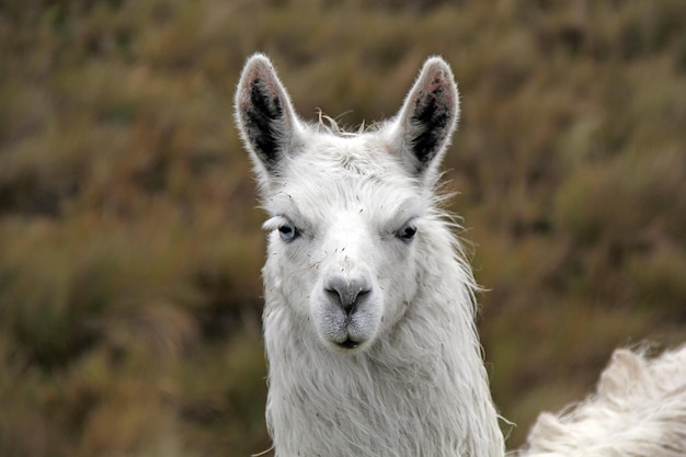 Photo blue eyed llama looks here