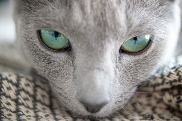 Foto ritratto adorabile del primo piano del gattino osservato blu