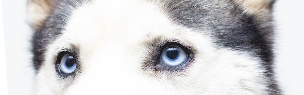 Blue eyes. Siberian Husky eyes