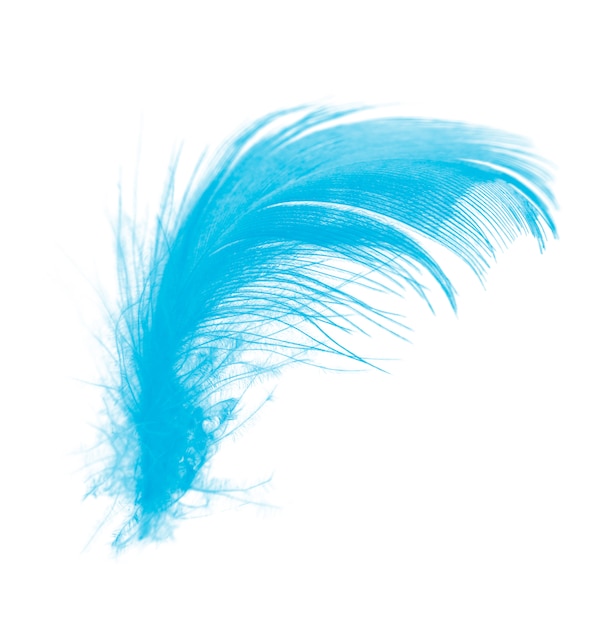 Blue feather isolated on white background