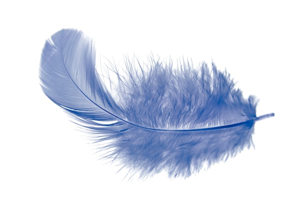 blue feather isolated on white background.