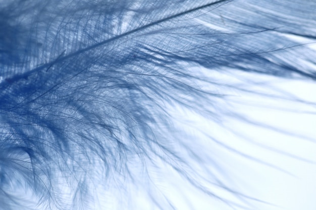 Blue feather macro background. Bird feather on a blurred light blue background. Soft focus. 