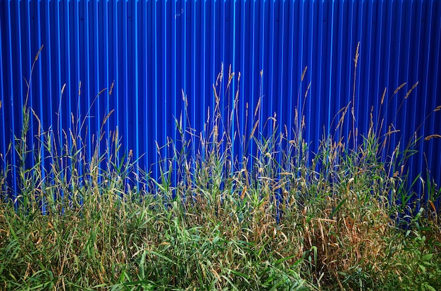 Blue fence and green grass summer is over