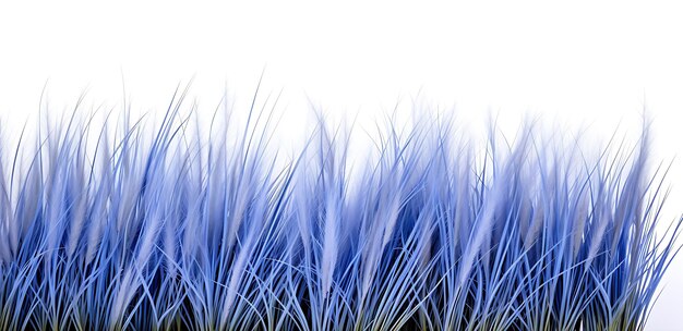 Blue fescue grass border isolated on white background