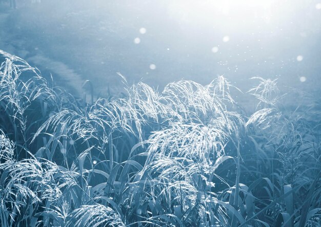 Foto pannocchie fiorite soffici di erba di campo blu con sole splendente nella soleggiata giornata estiva serale