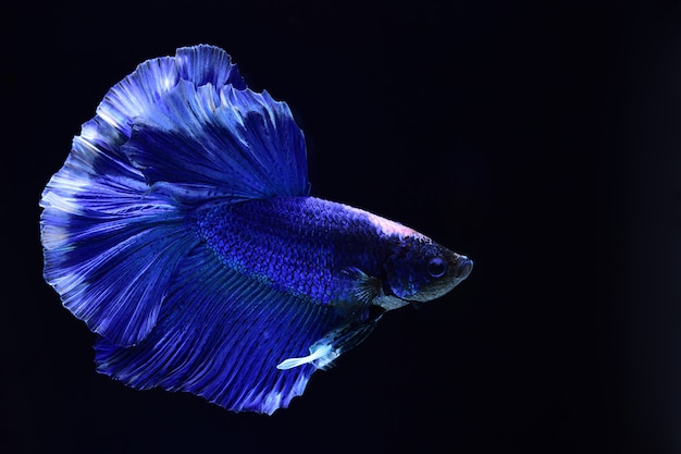 Foto pesce combattente blu.