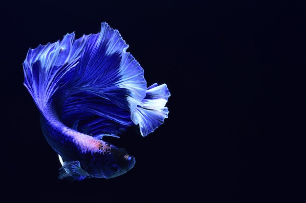 Photo blue fighting fish.