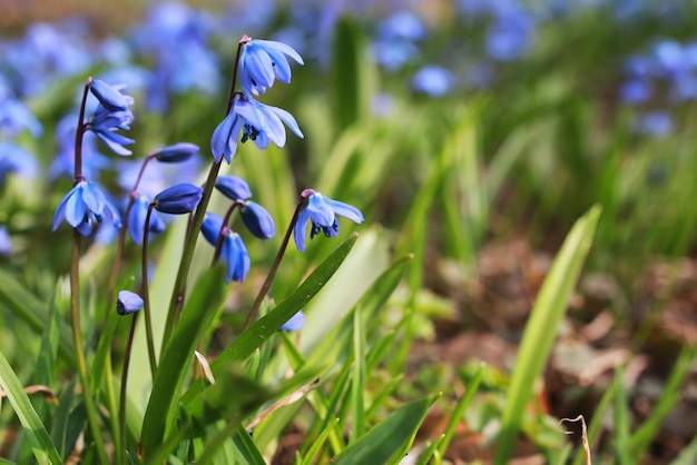 Blue first flower in spring