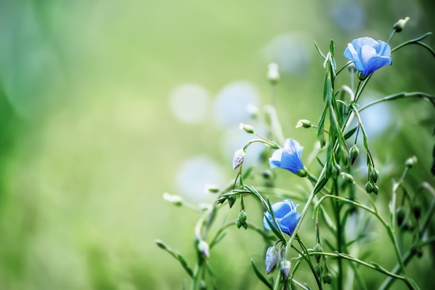 Blue flax background